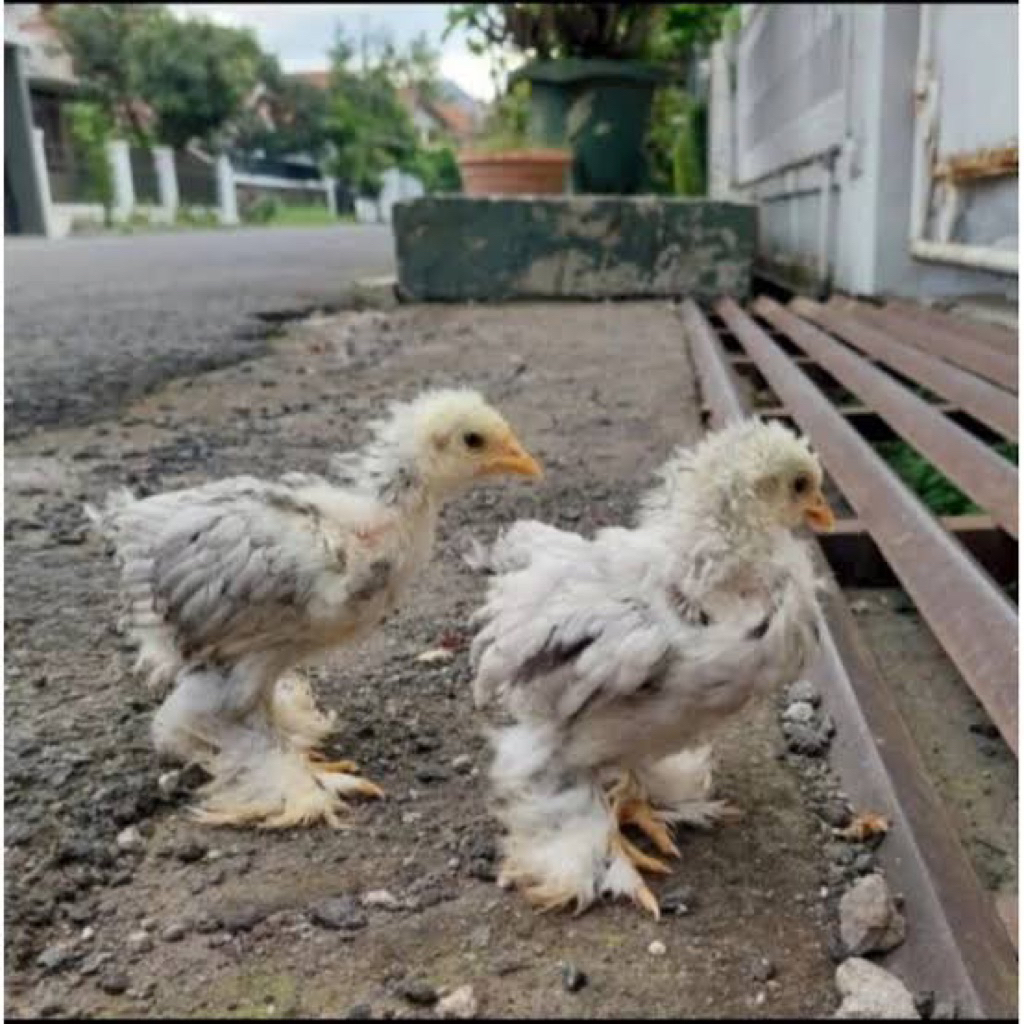 AYAM BRAHMA anak aneka umur 1234 bulan