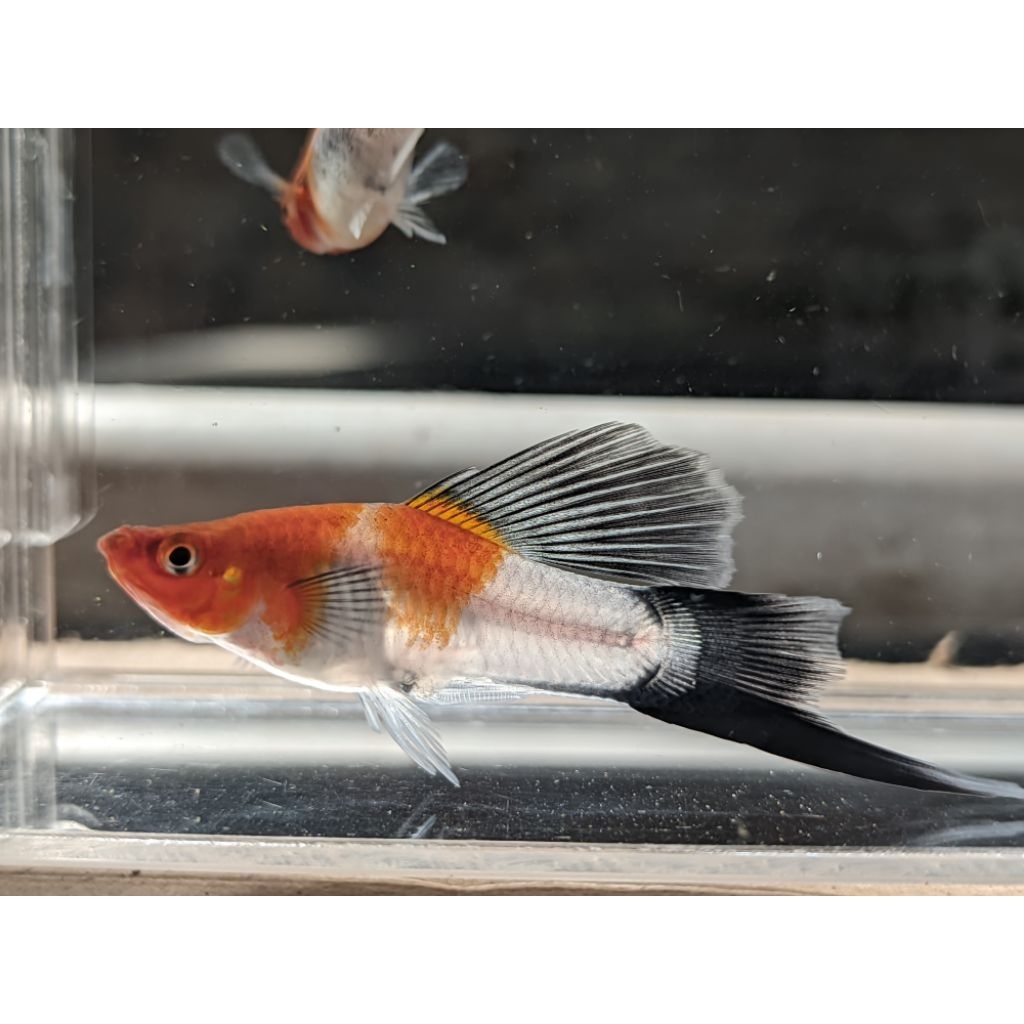 kohaku koi wag rossefine swordtail aksesoris aquarium