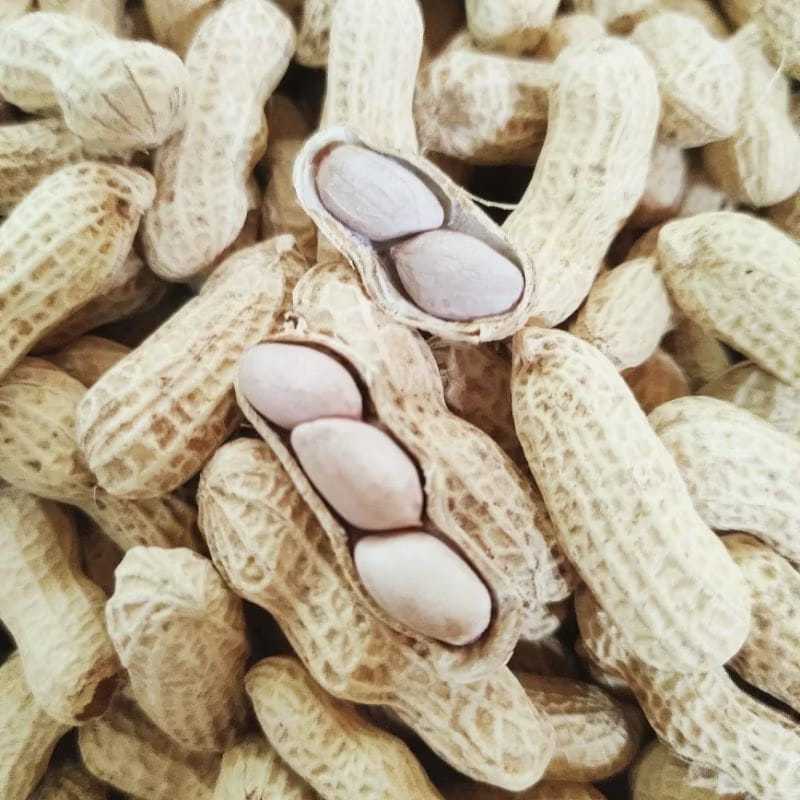 

(1000GRAM) KACANG OVEN ASIN MERK LB / KACANG ASIN BAWANG / MAKANAN RINGAN/ MAKANAN/KERIPIK BUNGA KENANGA TERMURAH