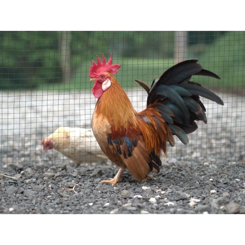 telur fertil ayam Kate 3 telur fertil