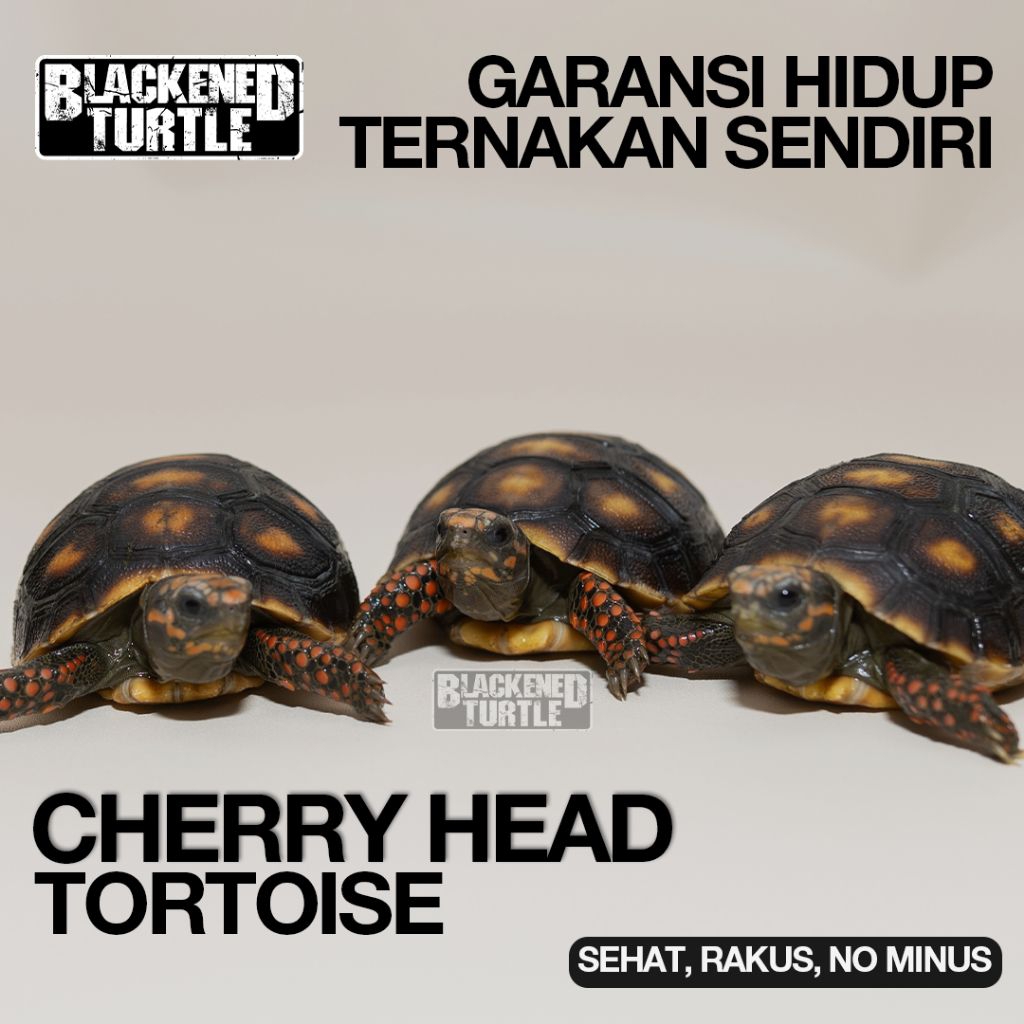 PELET CHERRY HEAD SEHAT GARANSI CHERY CH
