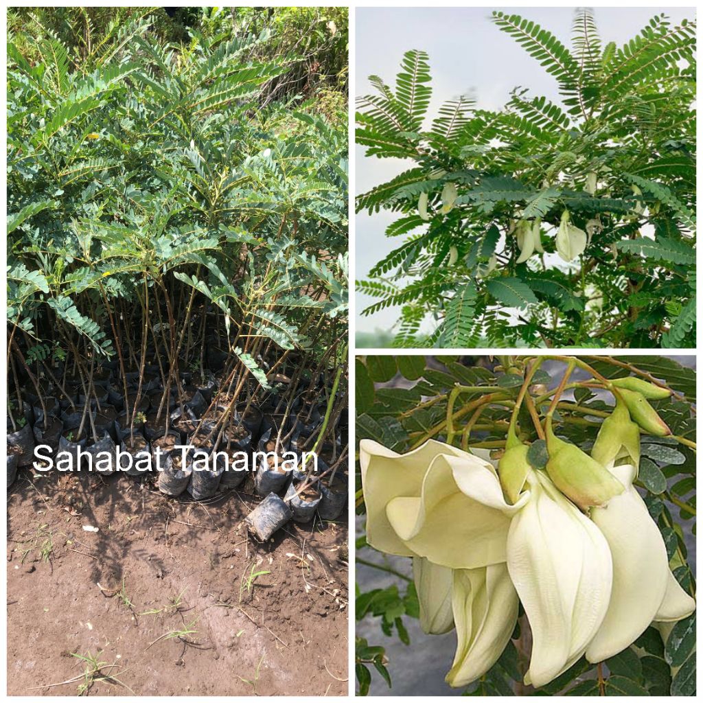 Bibit Tanaman Bunga Turi Putih, kembang turi putih murah