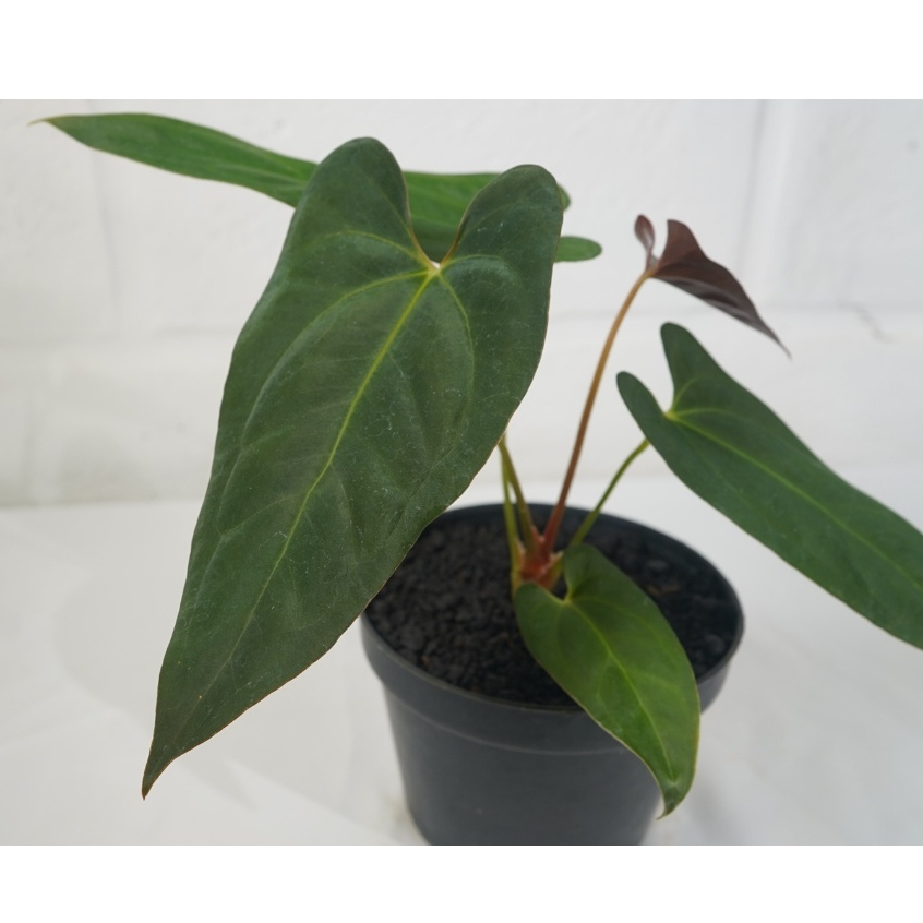 MURAH Anthurium neptune (dark phoenix x papi x1)