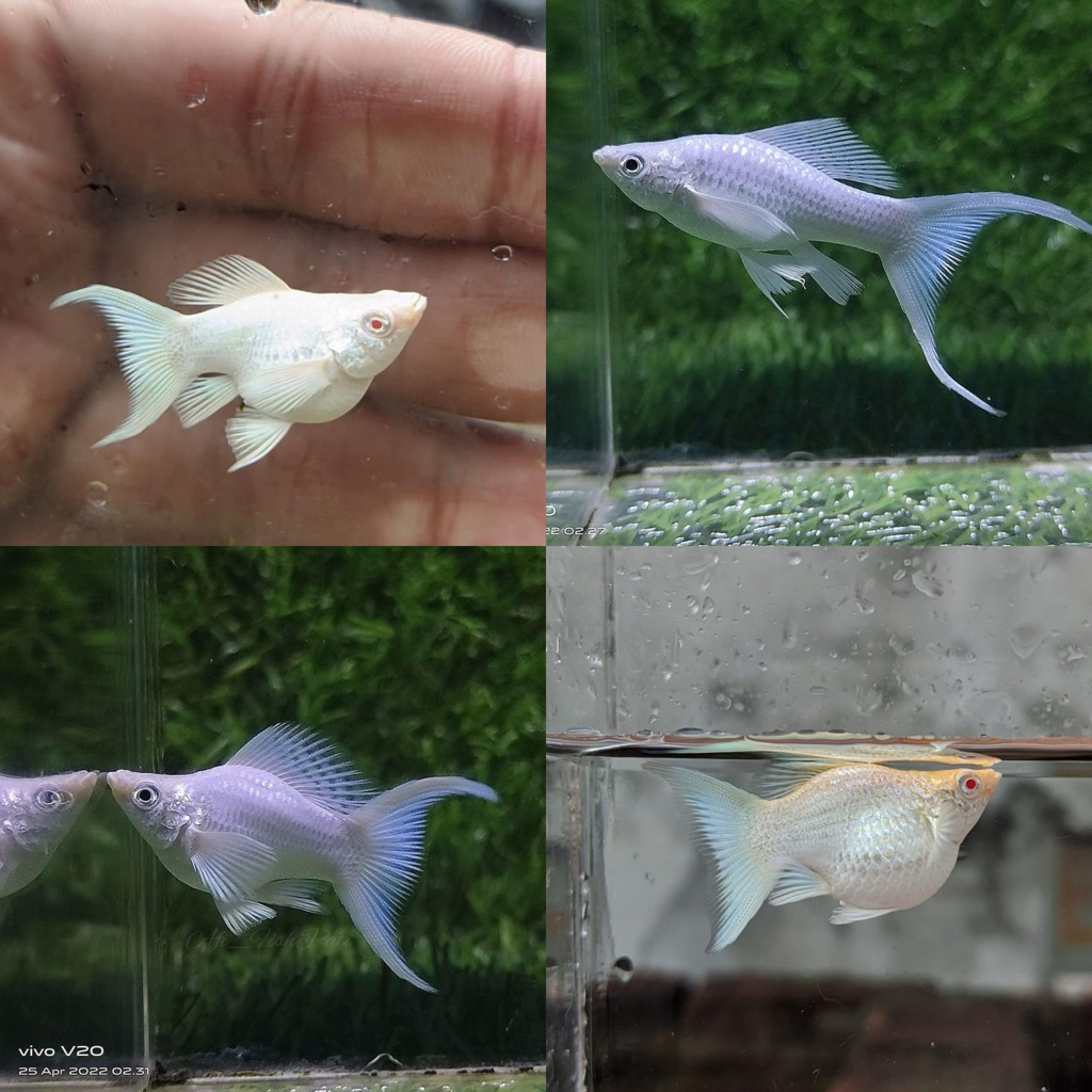 [Chan Aquatic] Ikan Hias Molly Platinum Cawang Molly Platinum LyreTail