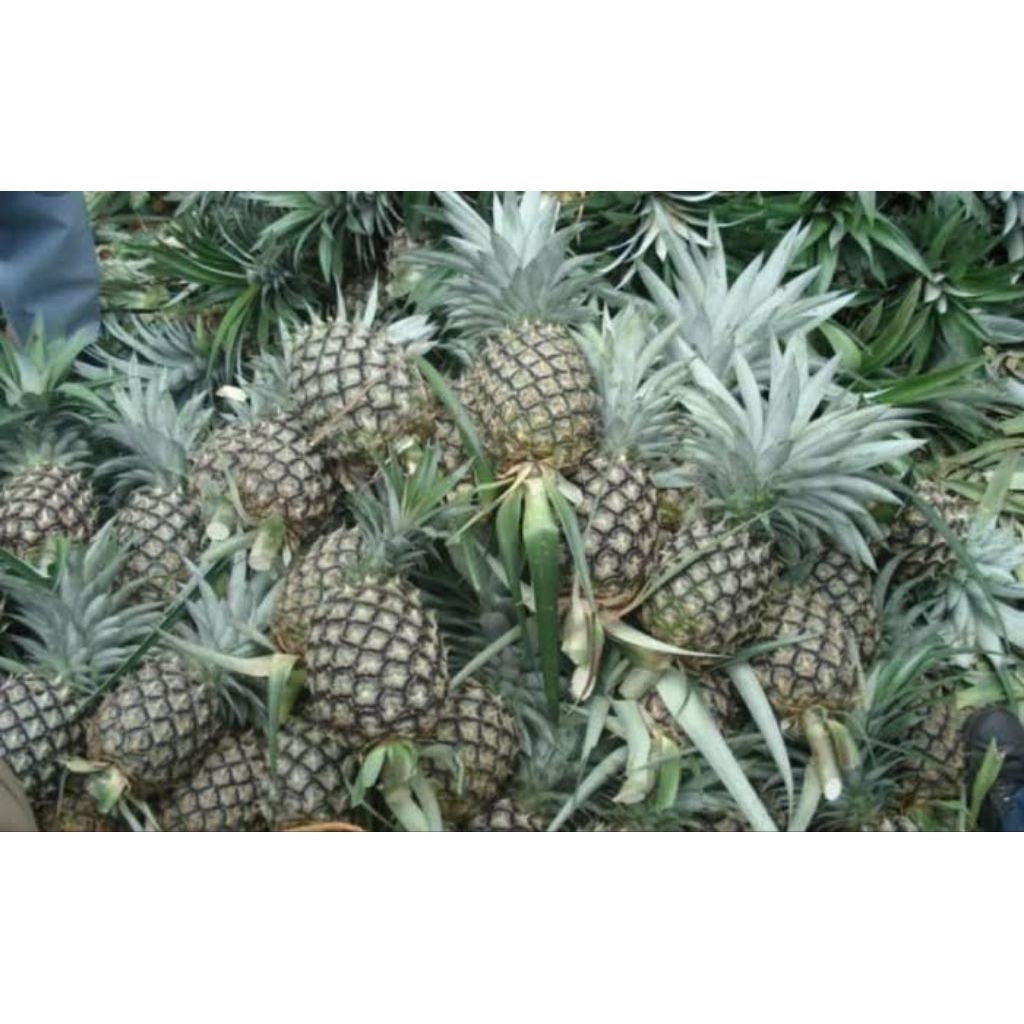 

Nanas muda segar fresh di ambil langsung bila ada orderan Herbal COD