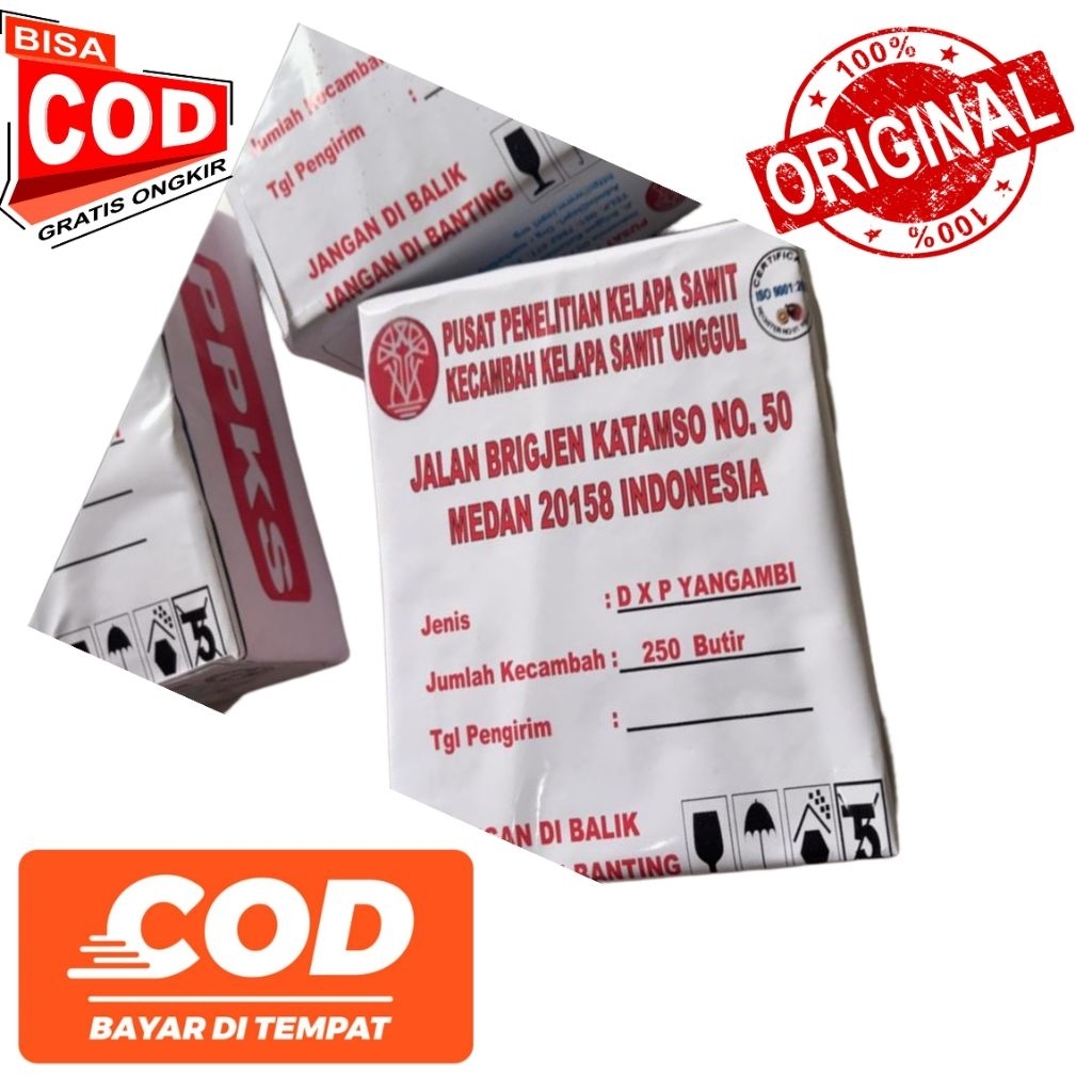 DXP YANGAMBI BENIH UNGGUL BERSERTIFIKAT BERKUALITAS