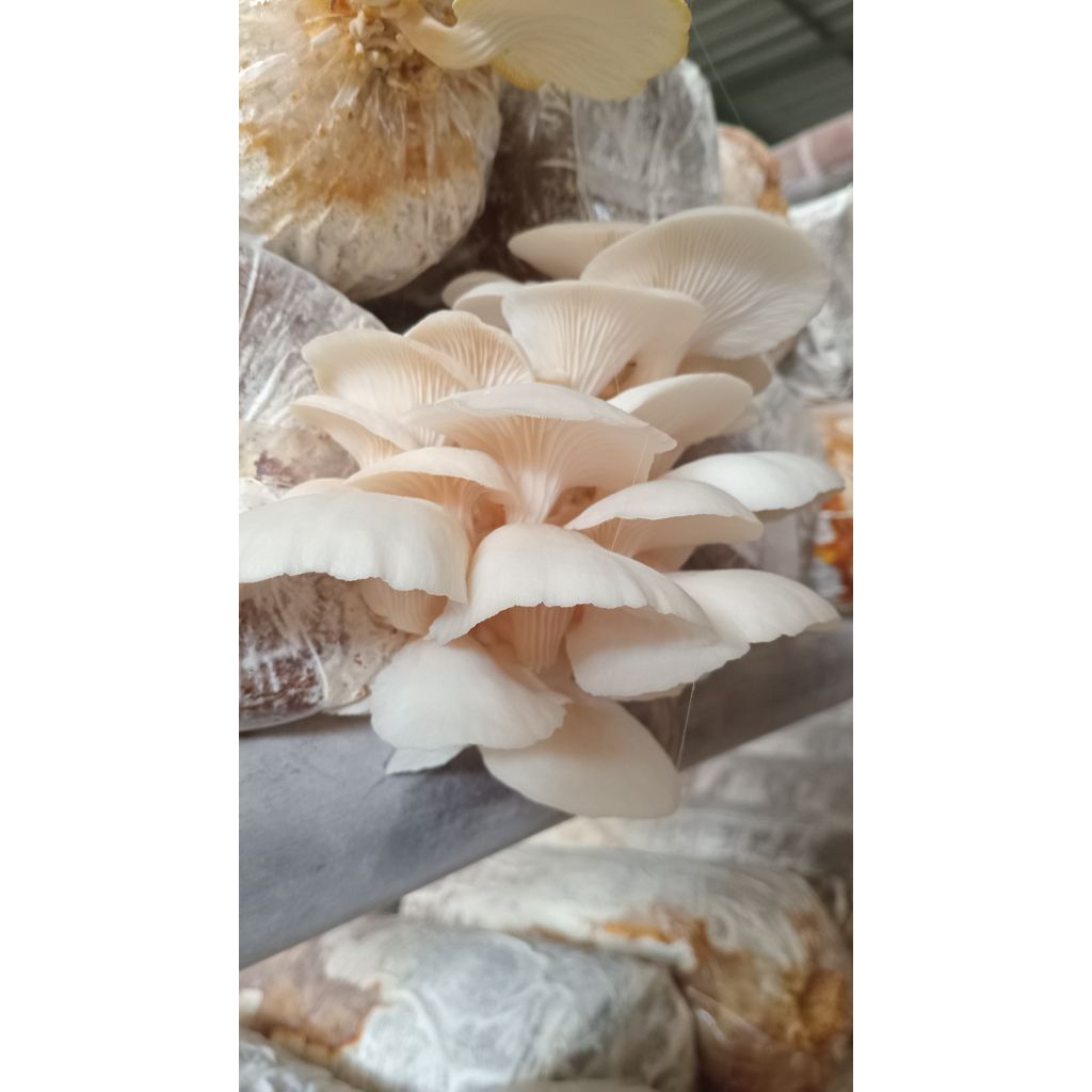 

media tumbuh jamur/baglog jamur tiram putih siap tumbuh, bibit jamur