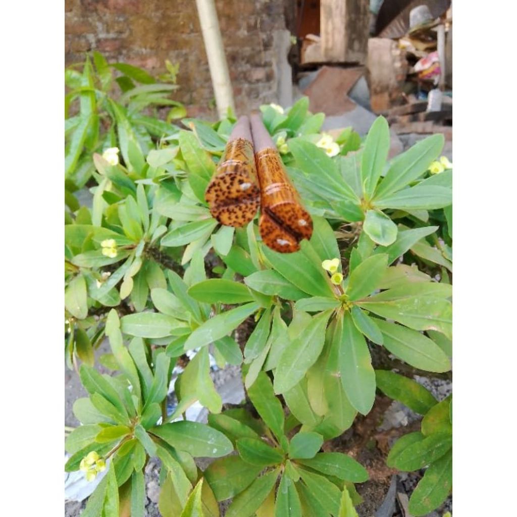 TANGKRINGAN MURAI KAYU KELAPA SUPER PREMIUM CLASS AMPLAS PASIR HALUS SANGKAR MURAI BULAT ( 1pcs )