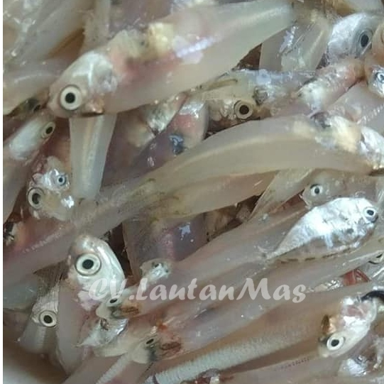 Ikan Teri Segar Ikan Teri Basah Ikan Teri Gepeng 1Kg