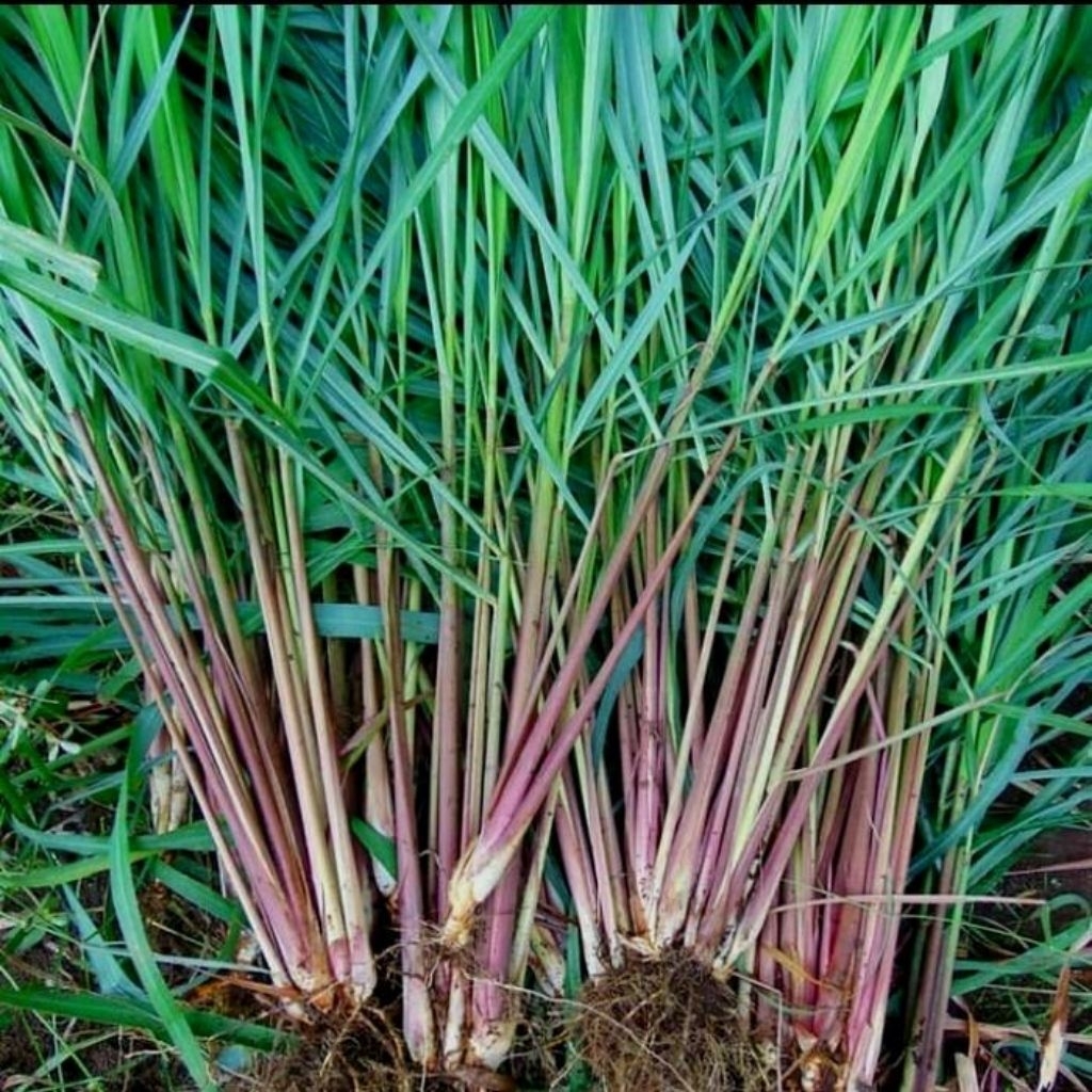 jual sereh wangi 1kg Jual SEREH WANGI MERAH PER 1KG -
