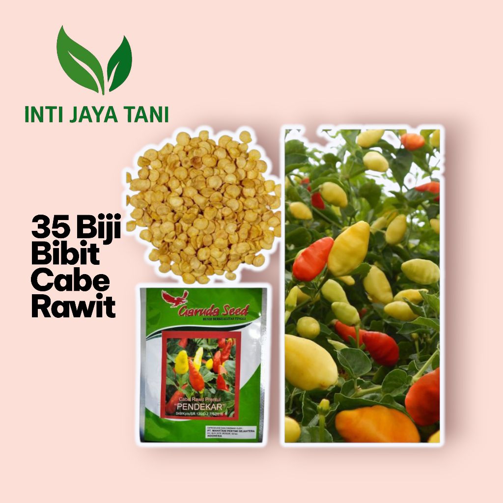 Bibit Cabe Rawit 35 Biji Benih Bibit cabe Rawit Seribuan
