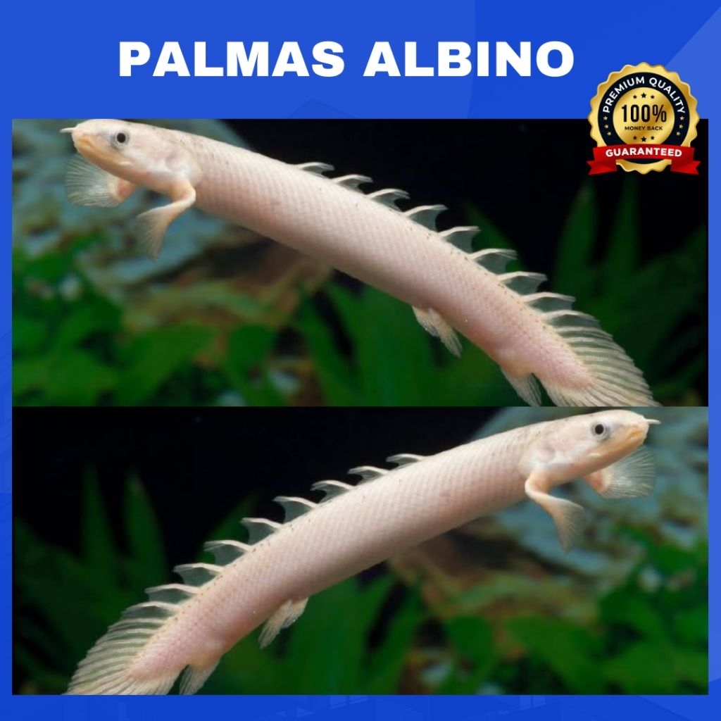 PALMAS ALBINO Senegalus | Koleksi Polypterus Albino Gold Red Eye - Berkualitas Bergaransi (COD) Hias