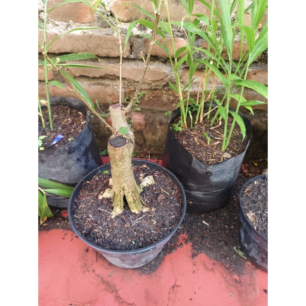 waru wayang dan waru india sambung india mikro