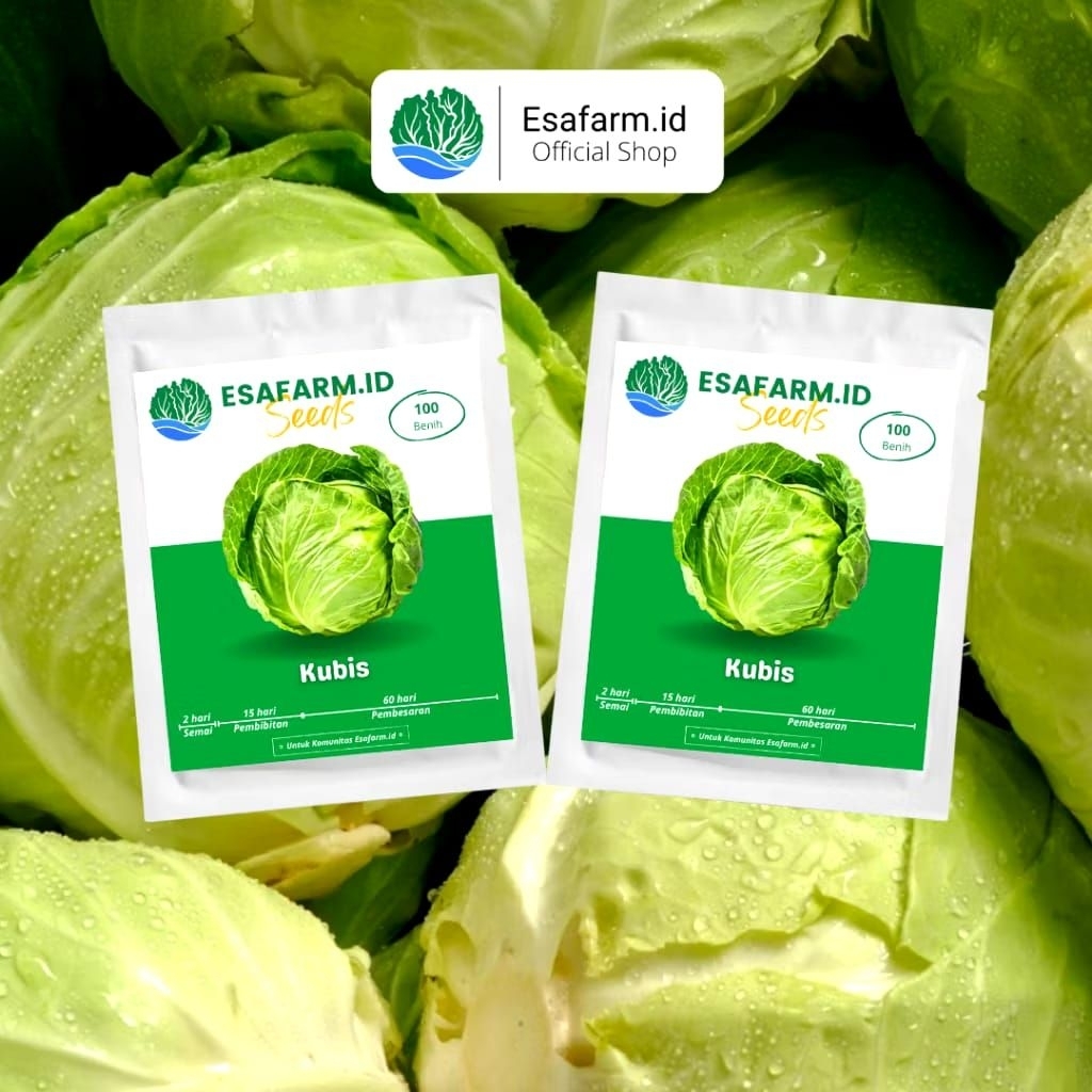 Bibit kubis