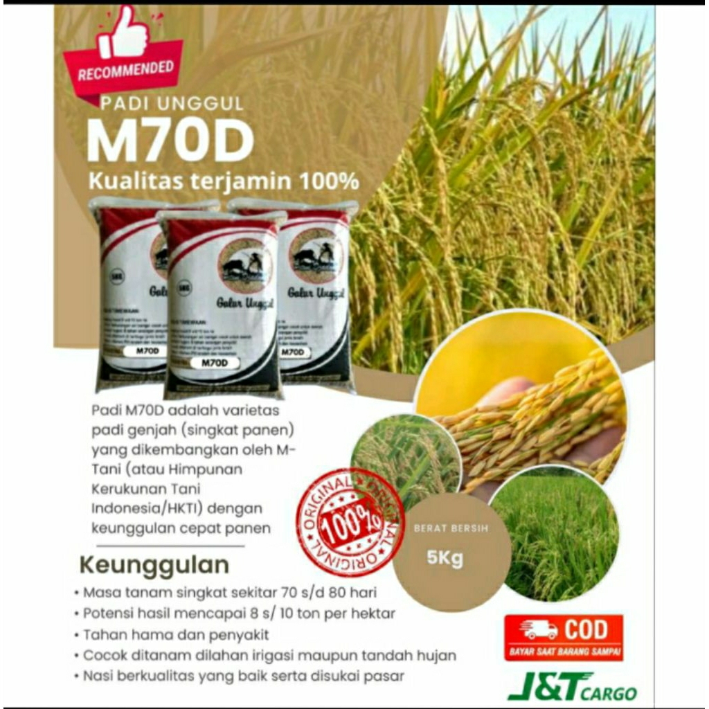 benih padi unggul M70D kualitas 100%