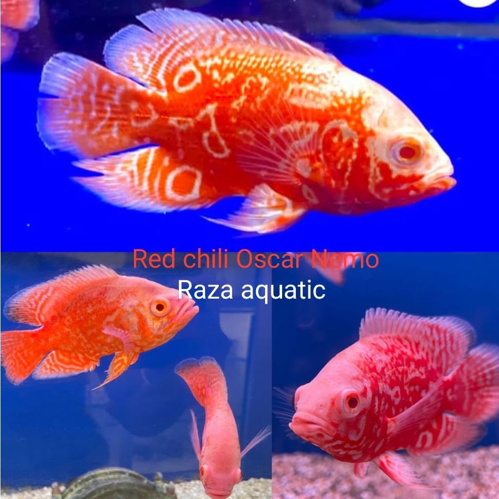 promo Red chili oscar nemo menawan size 8-12 cm