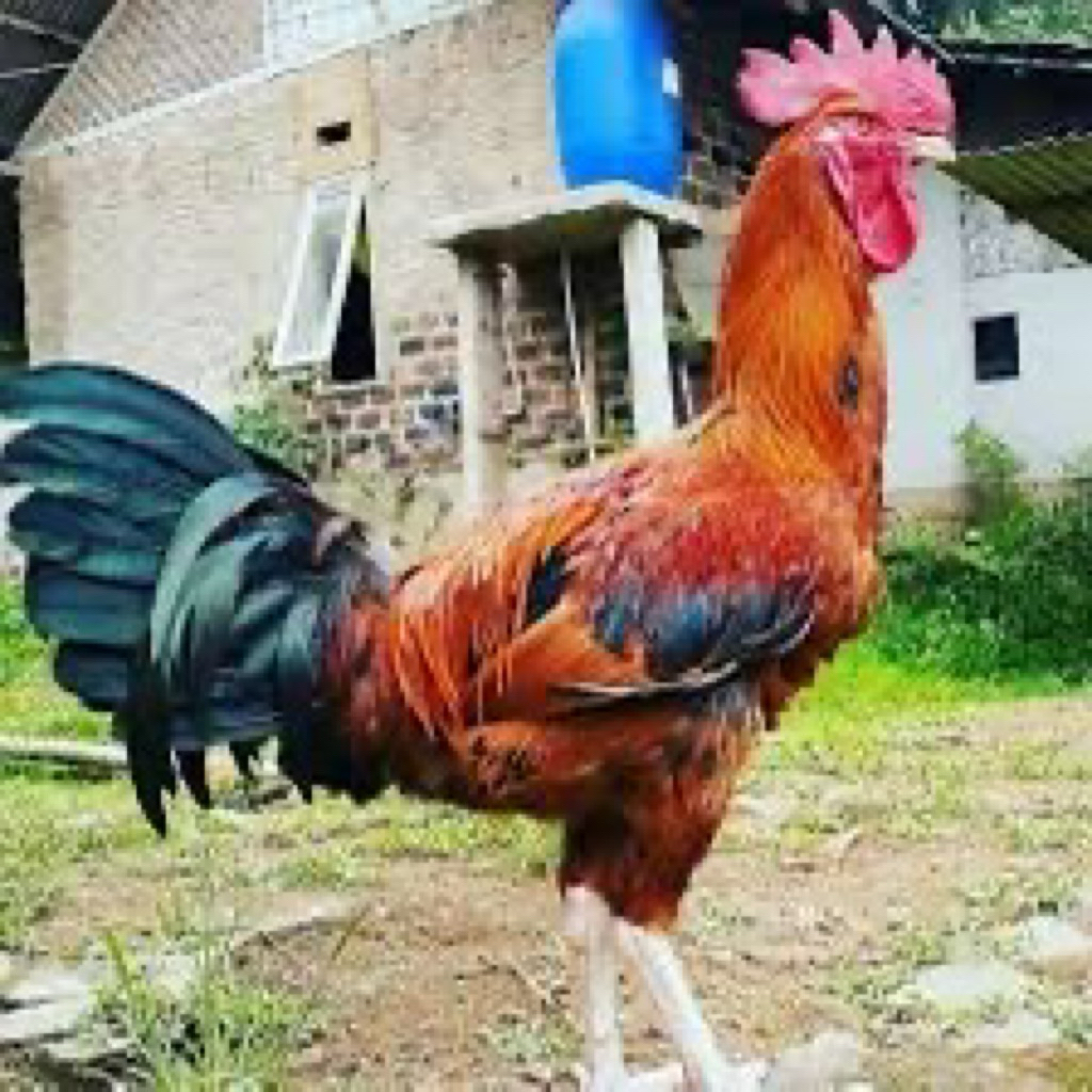 TELUR FERTIL AYAM PELUNG UNTUK DITETASKAN