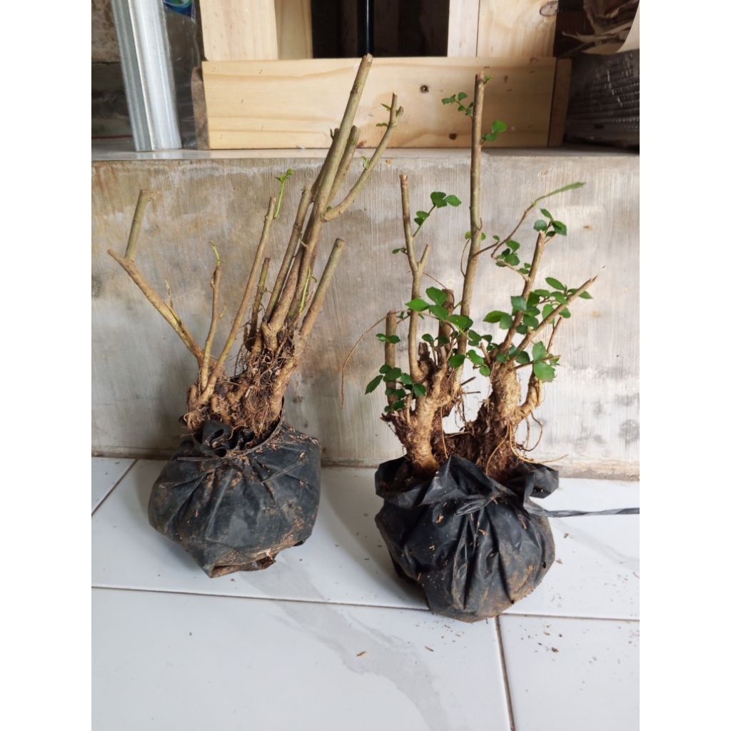 bahan bonsai serut dongkelan berkarakter tua/raff/kroposan sudah bertunas