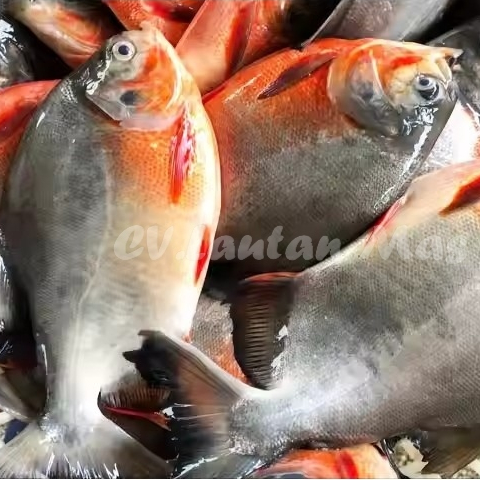 

Ikan Bawal 1Kg Ikan Bawal Segar Ikan Bawal Air Tawar