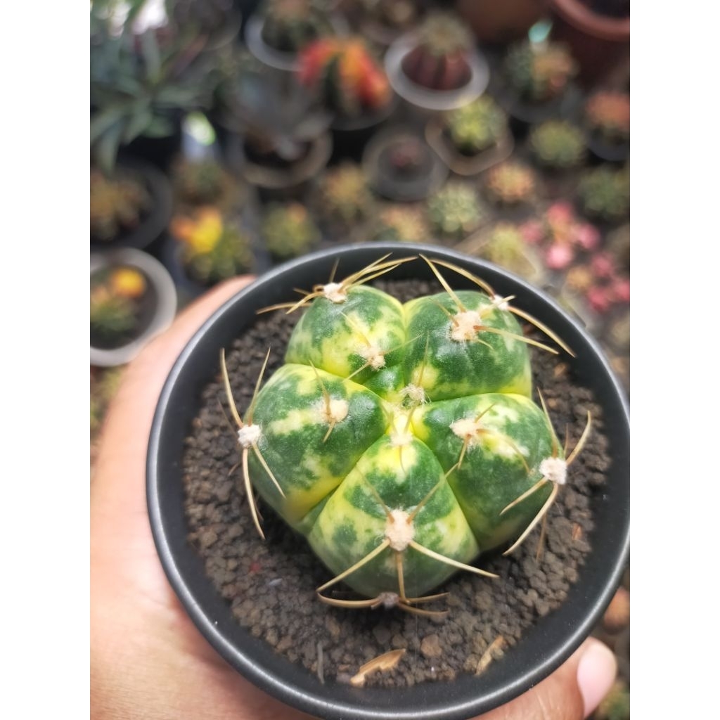 Gymnocalycium Horstii ssp Buenekeri Variegata