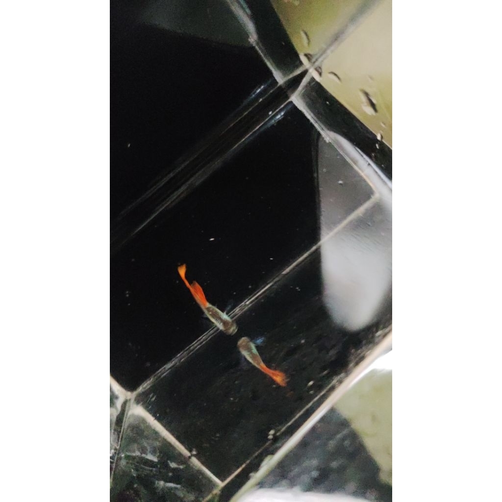 Stiker Ikan guppy CENDOLAN/RIJEK