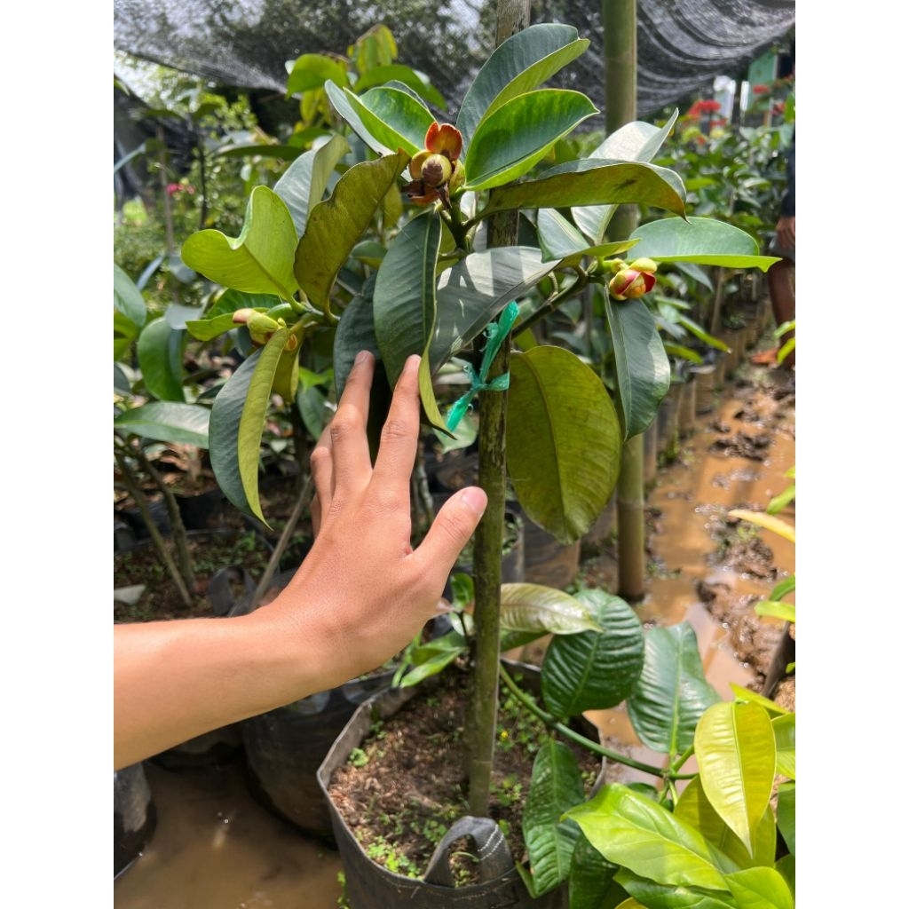 Bibit manggis sambung kondisi siap berbuah limited edition