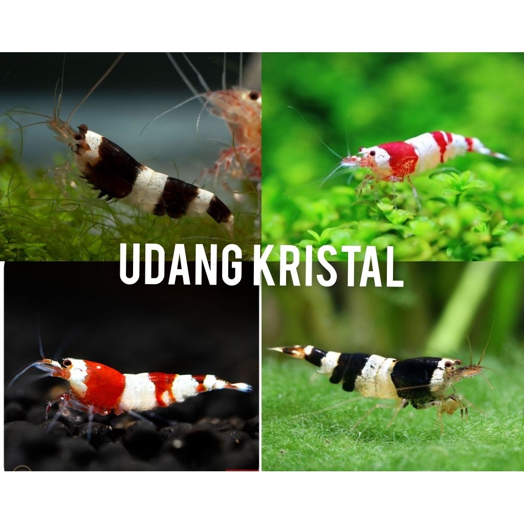 Udang Kristal Red bee dan Black bee Shrimp Hiasan dan Dekorasi Aquarium Aquascape Udang hias aquariu