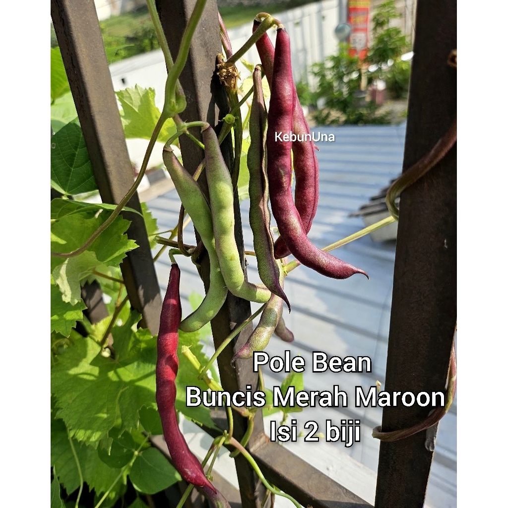 Benih Buncis Merah Maroon