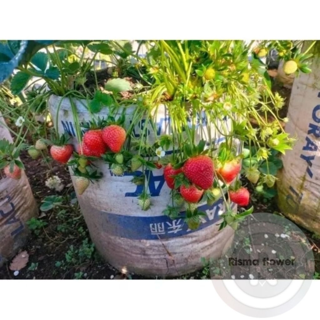 POHON BUAH STRAWBERRY SAGAHONOKA JUMBO / TANAMAN BUAH STRAWBERRY JUMBO SAGAHONOKA
