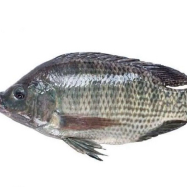 

Ikan mujair (1kg) isi 5