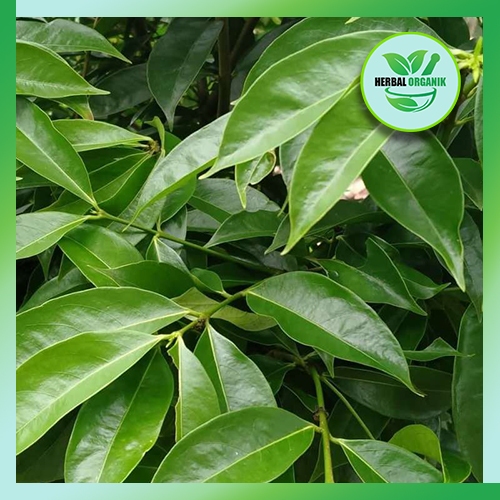 

Daun mahkota dewa segar 250 gram HERBAL ORGANIK