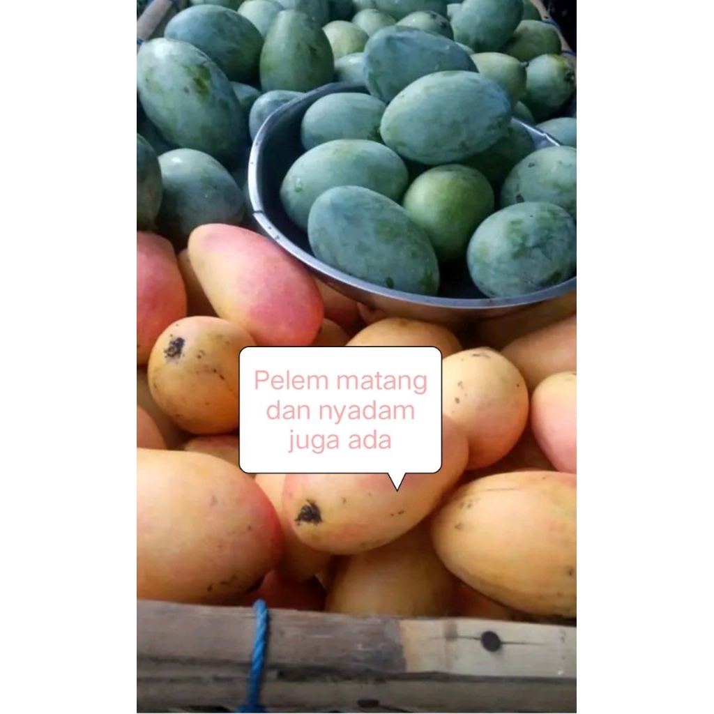 Mangga Wilis