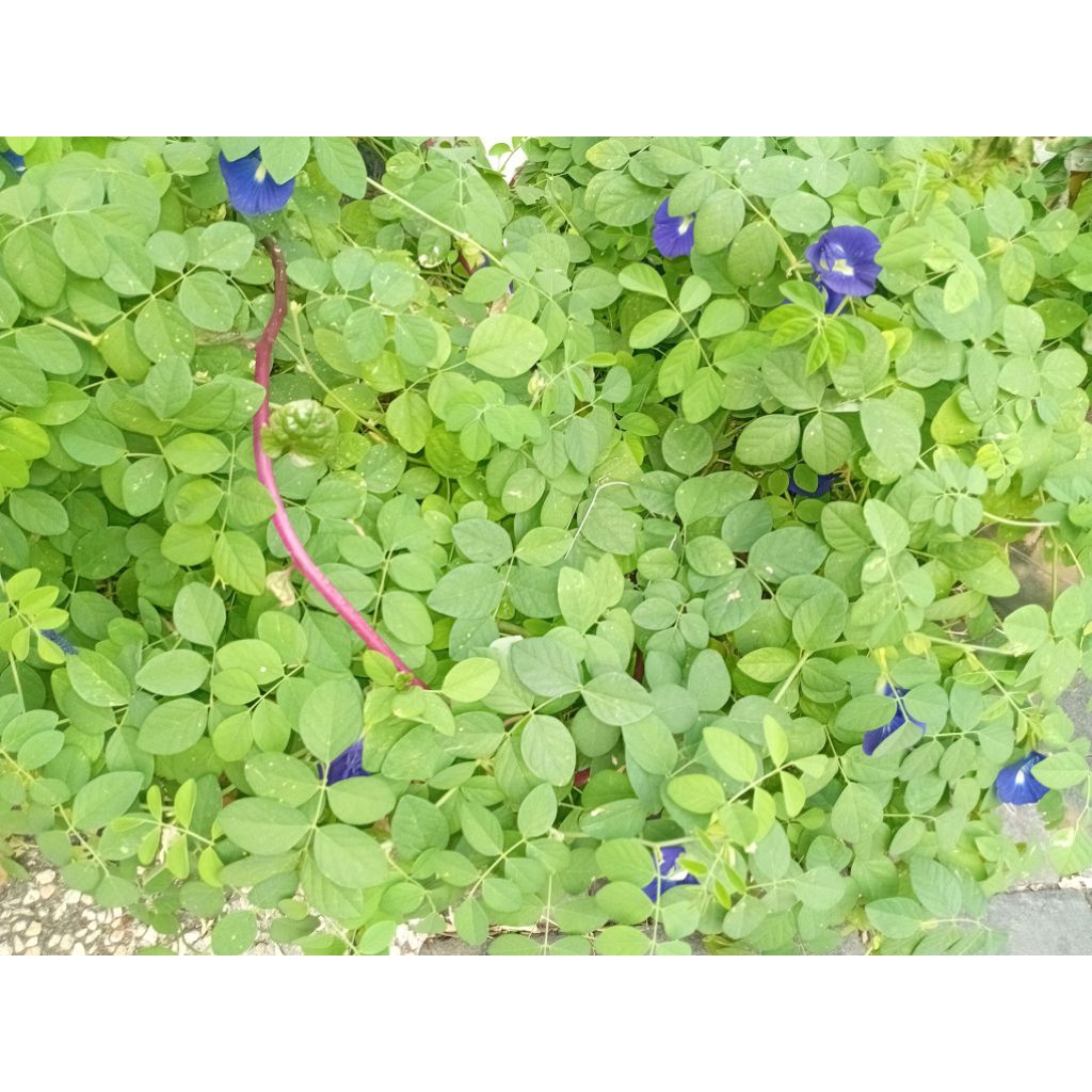 Bunga (Biji)TELANG KERING