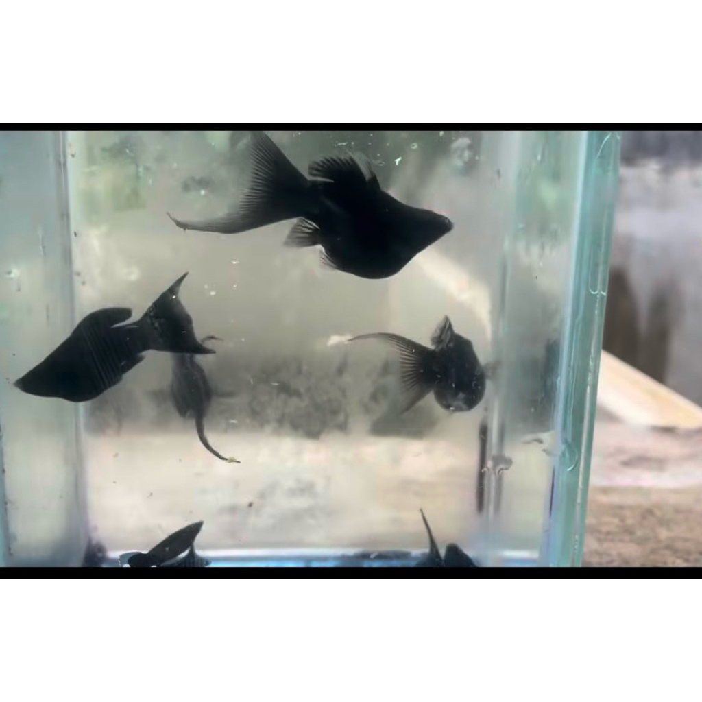 ikan molly balon black cawang genetik veiltail