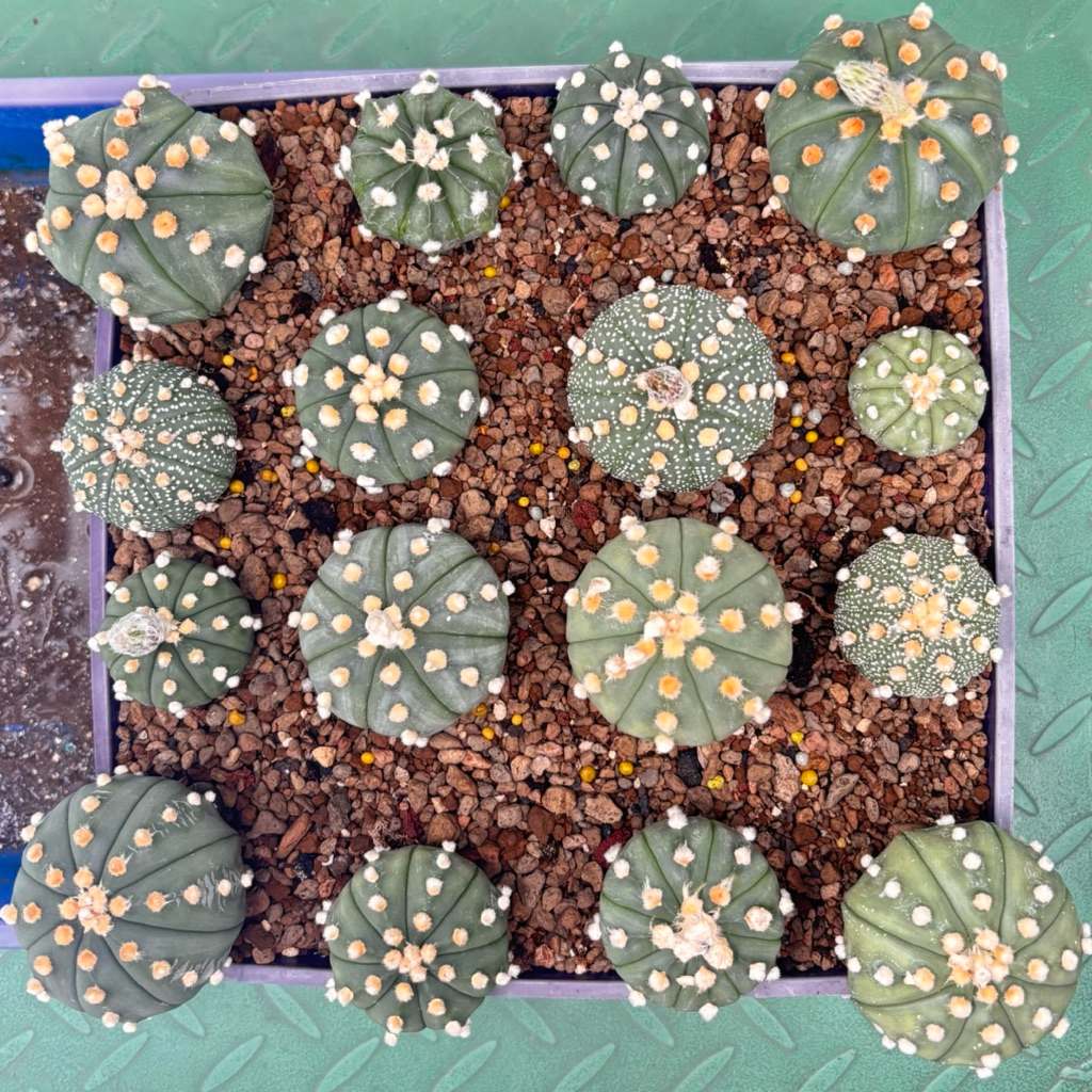 Grosir Paket Termurah Induk Kaktus Astro Asterias Ooibo 5ribs Super Kabuto V Type