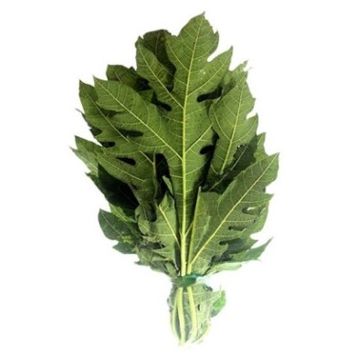 

Daun Pepaya Segar / Daun Pucuk Pepaya Segar Alami 100% Organik