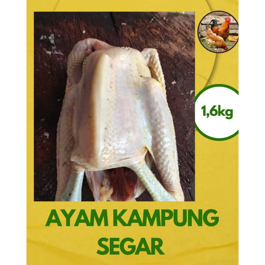 Ayam kampung Asli Fresh 1,6kg Berat Hidup HALAL