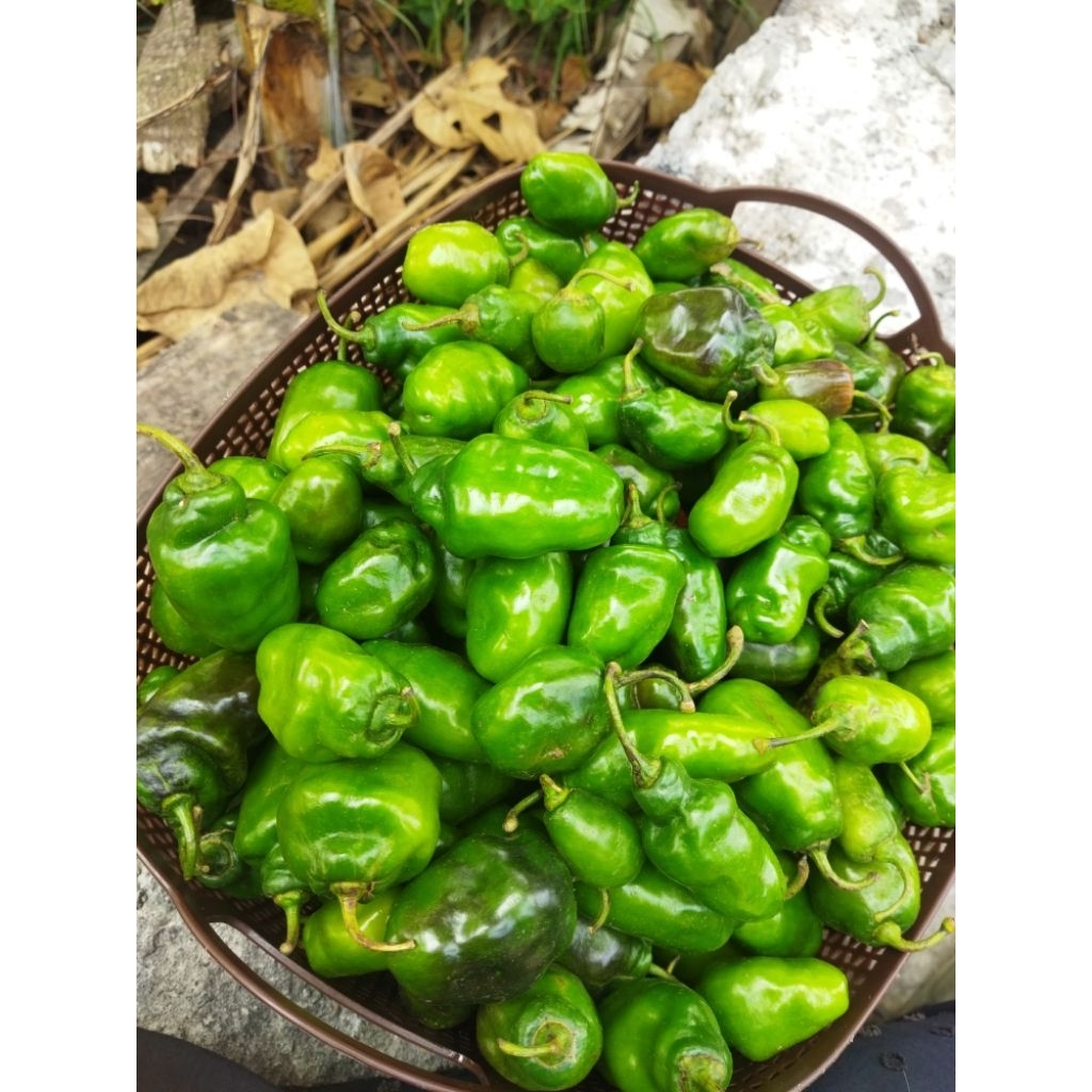 

CABE GENDOT | CABE BANDUNG | CABE DIENG