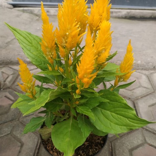 Tanaman Hias Celosia - Tanaman hias ekor ayam - tanaman Bulu ayam - Celosia