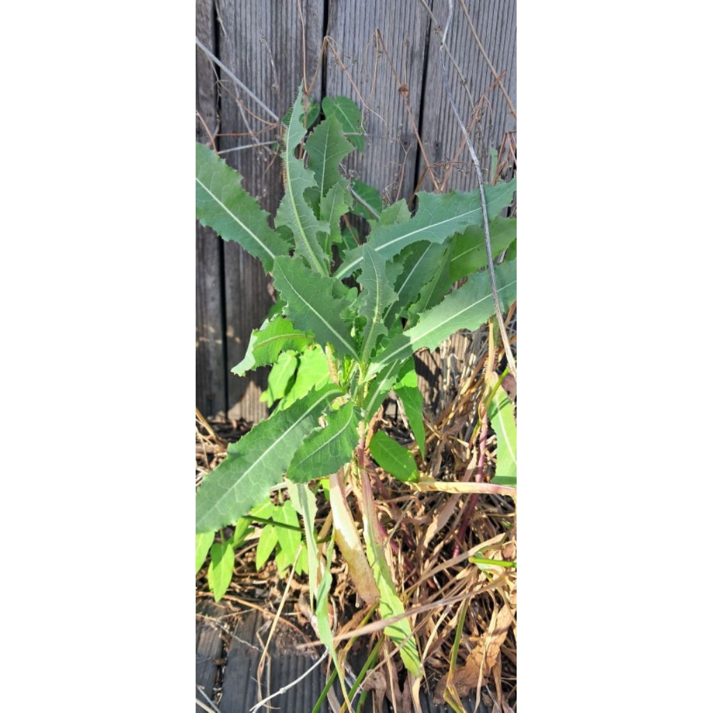 

Daun Tempuyung Segar 1kg – Langsung Petik Saat Order