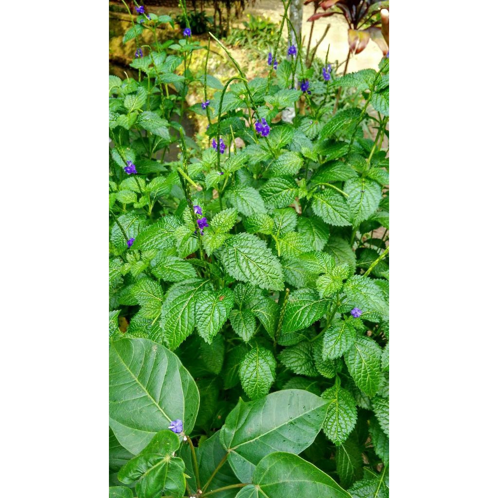 

Daun Pecut Kuda / Daun Jarong Segar 1kg – Langsung Petik Saat Order