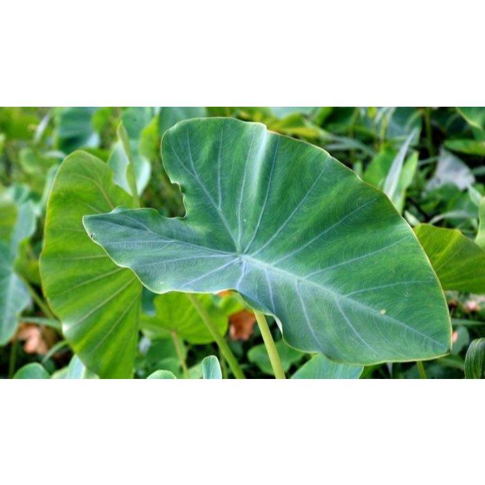 

Murah Daun Talas Segar 1 kg / Daun Talas Segar 500 gram Langsung Dipetik Saat Order Masuk