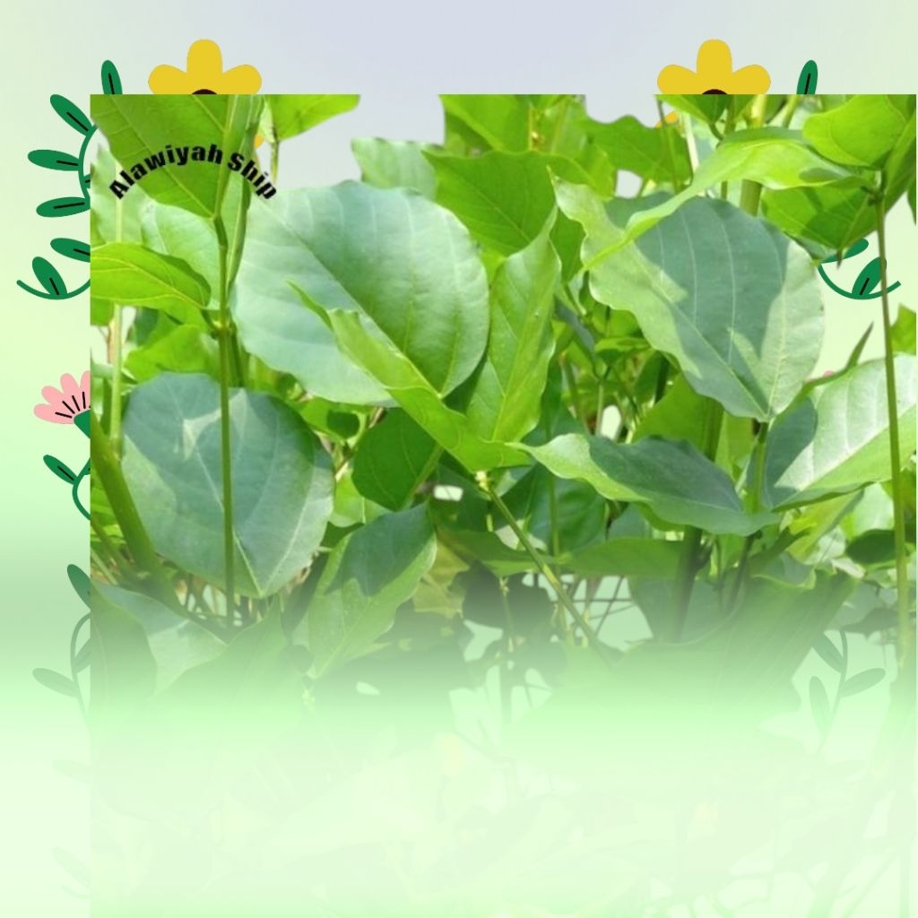 

Daun Dadap Segar 200 Gram