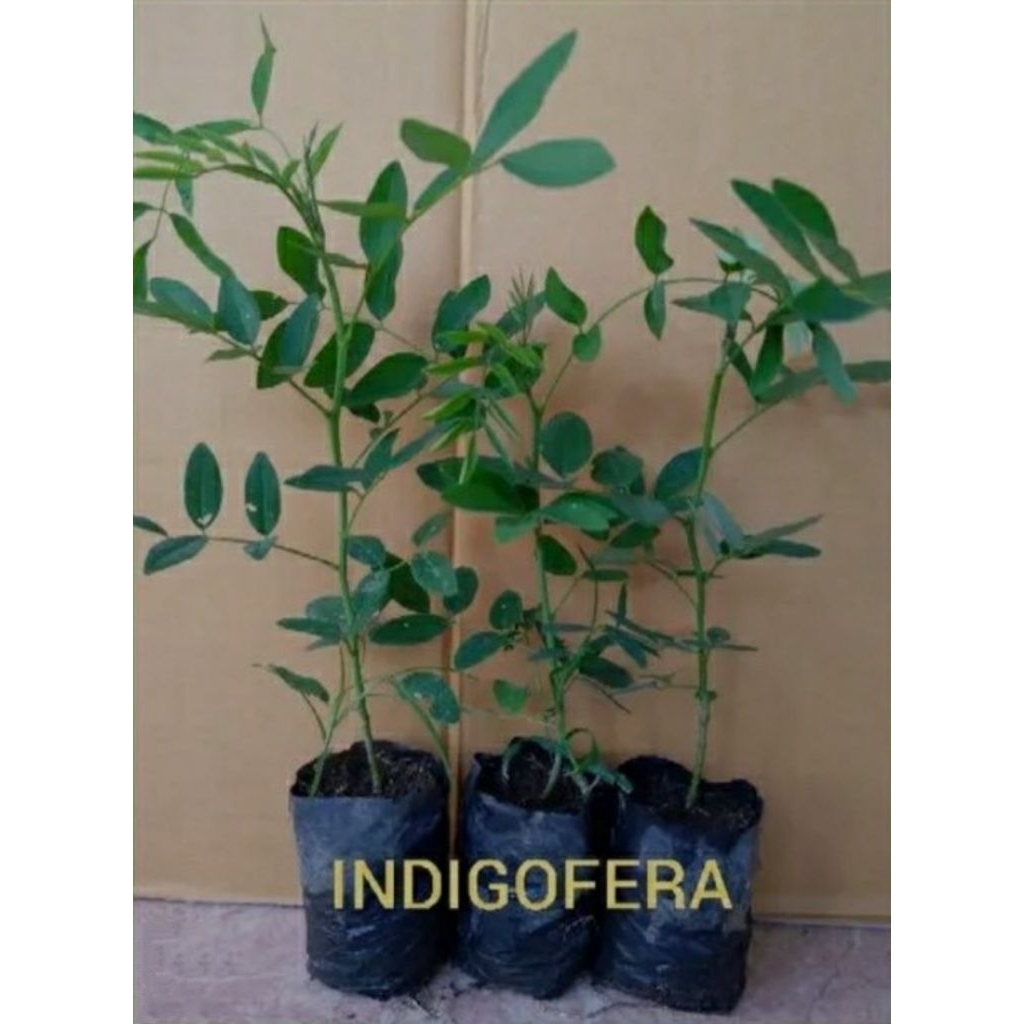 bibit indigofera pakan ternak bibit indigofera siap tanam