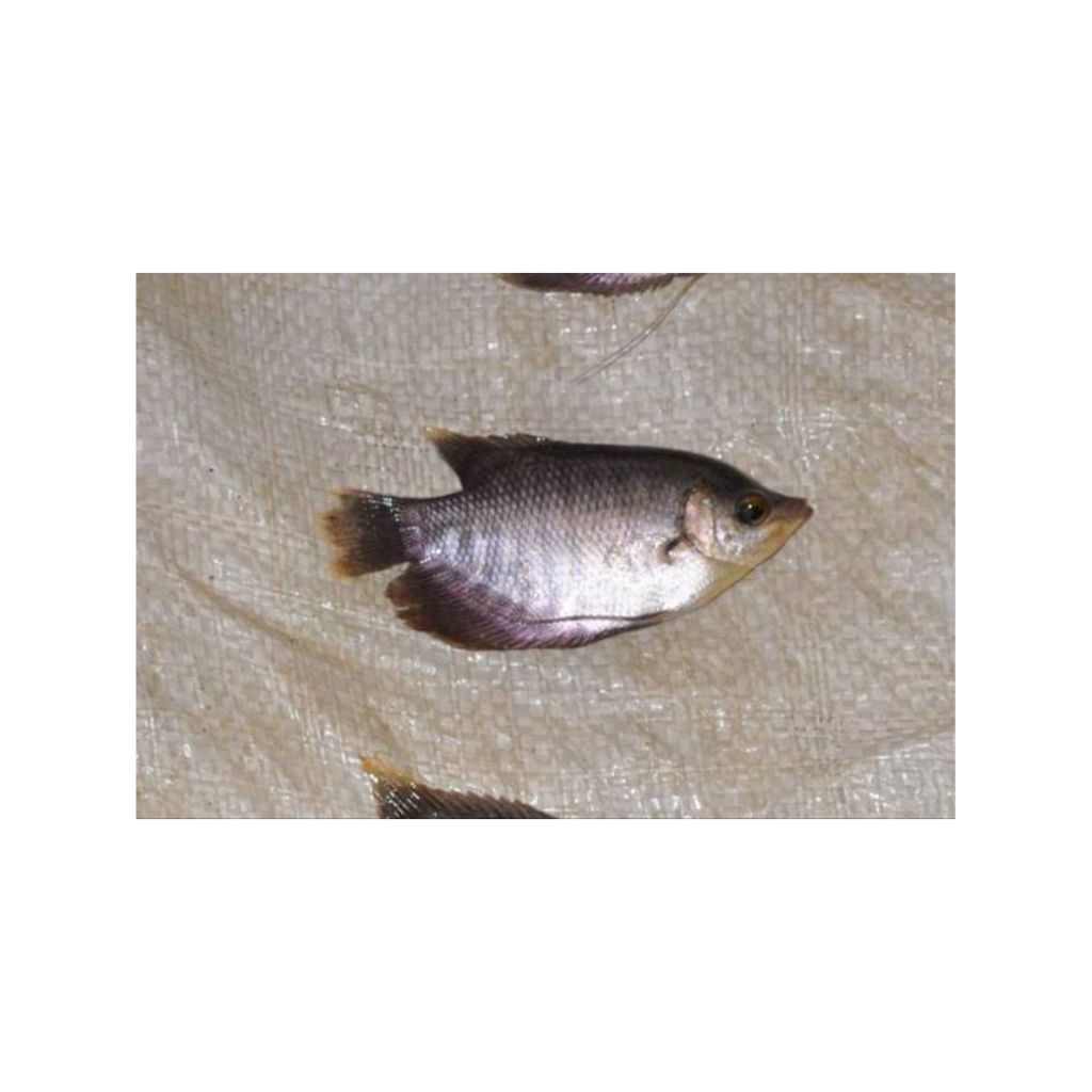 gurame soang ukuran silet