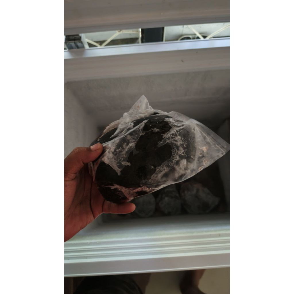 

Daging labi labi utuh per ekor