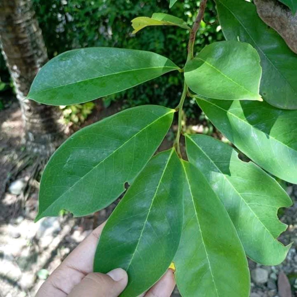 

100 lembar daun sirsak segar fresh dadakan