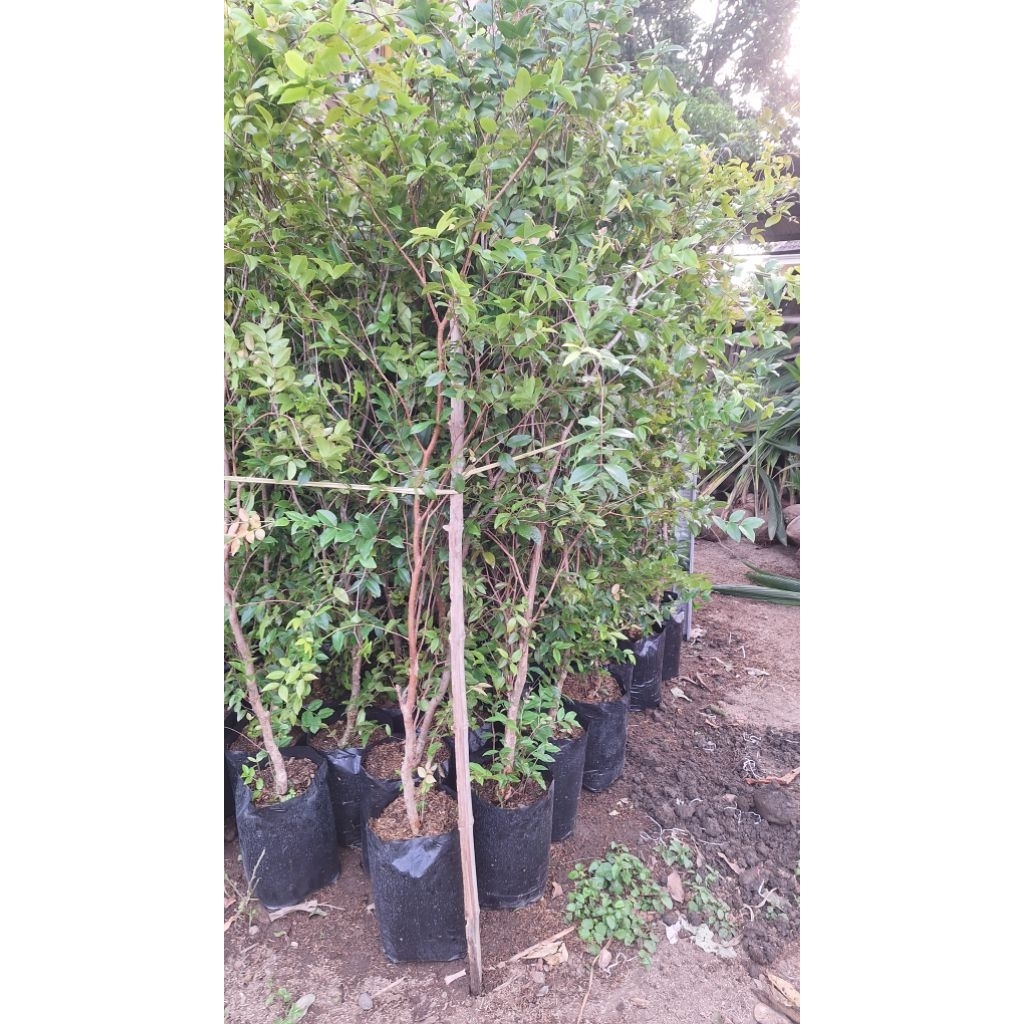 Bibit Anggur Pohon Preco // Anggur Brazil Indukan Bekas Berbuah/Berbunga Full Media