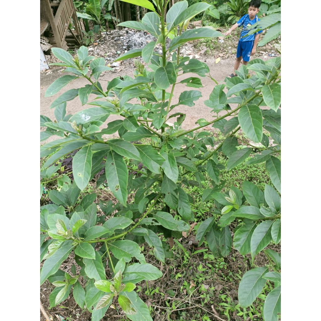 

Daun alpukat segar 500 gram