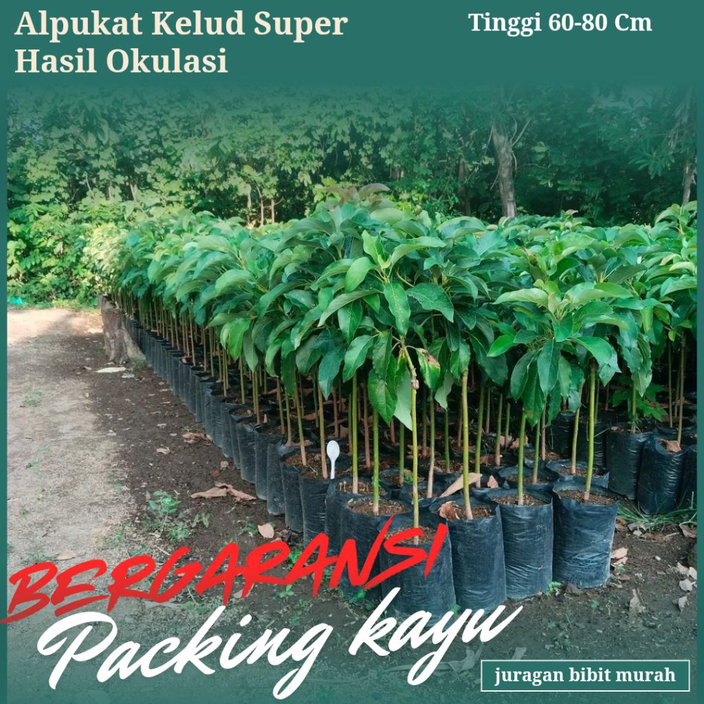 

5 Batang Alpukat Kelud Super Hasil Okulasi Cepat Berbuah Dipacking Kayu